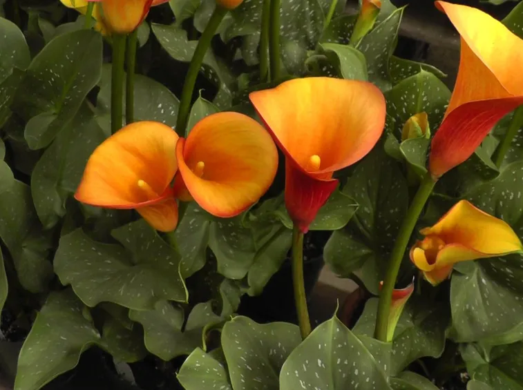 bouquet di calle arancio