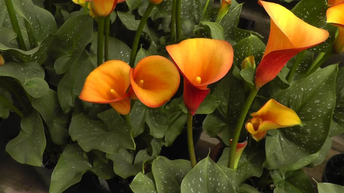 bouquet di calle arancio