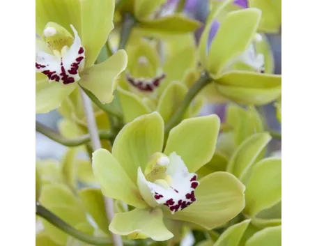 bouquet di cymbidium giallo-1