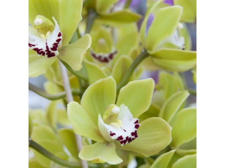bouquet di cymbidium giallo-1