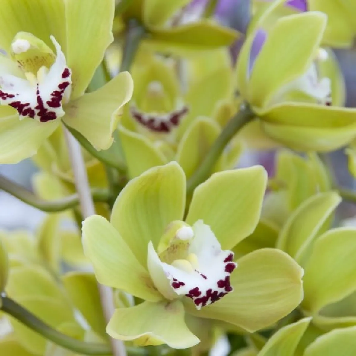 bouquet di cymbidium giallo-1