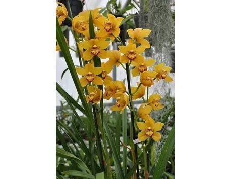 bouquet di cymbidium giallo