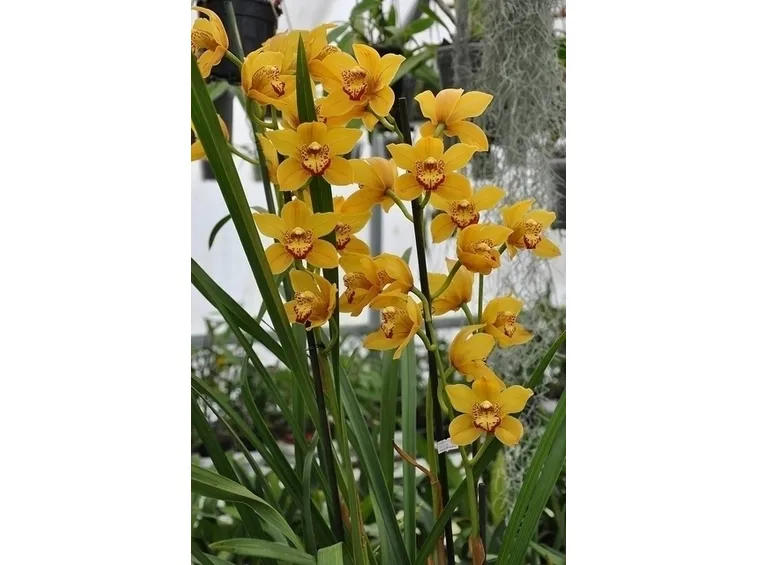 bouquet di cymbidium giallo