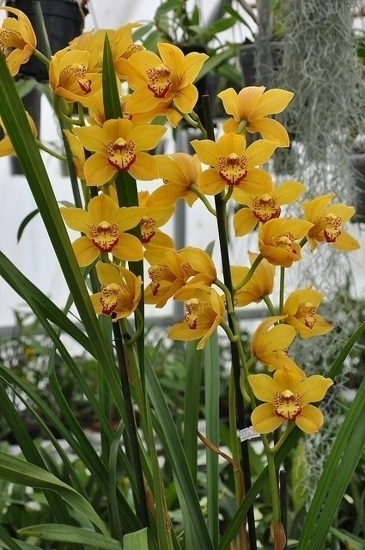 bouquet di cymbidium giallo