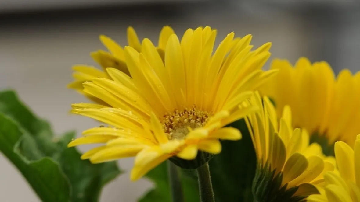 bouquet di gerbere gialle-1