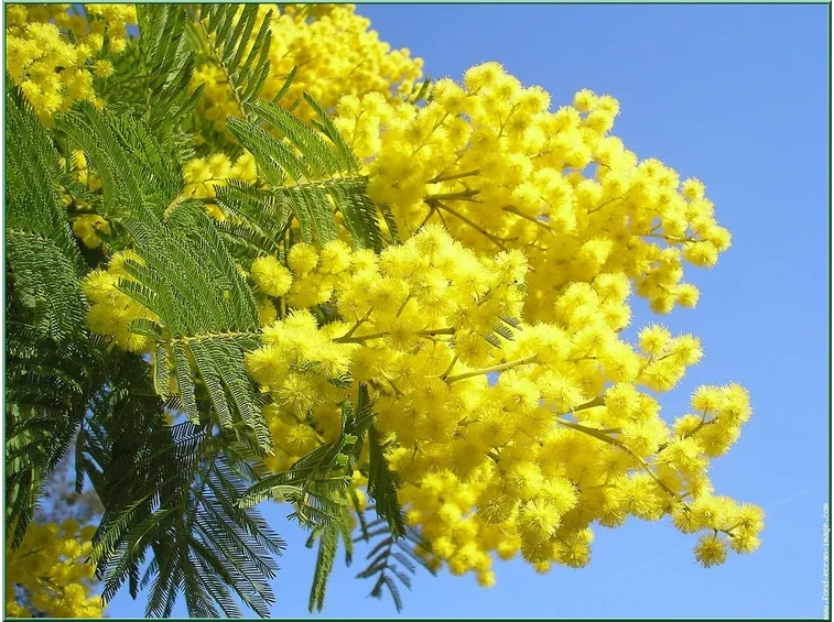 bouquet di mimosa-1