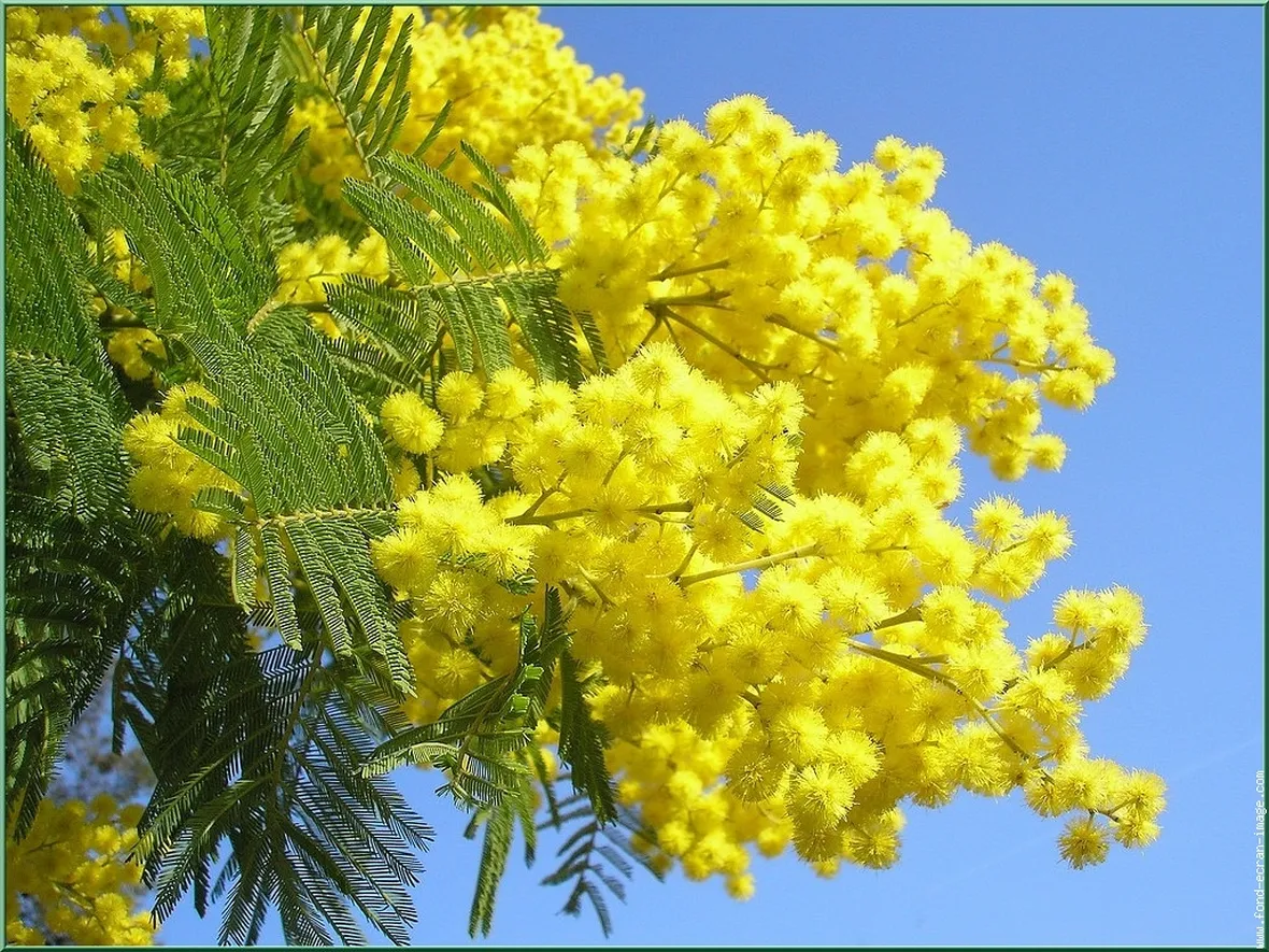 bouquet di mimosa-1