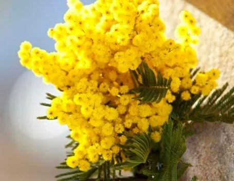 bouquet di mimosa