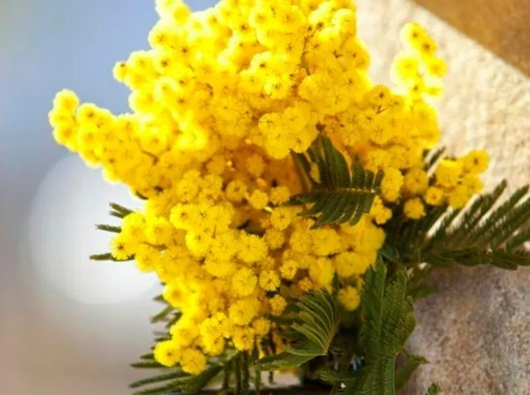 bouquet di mimosa