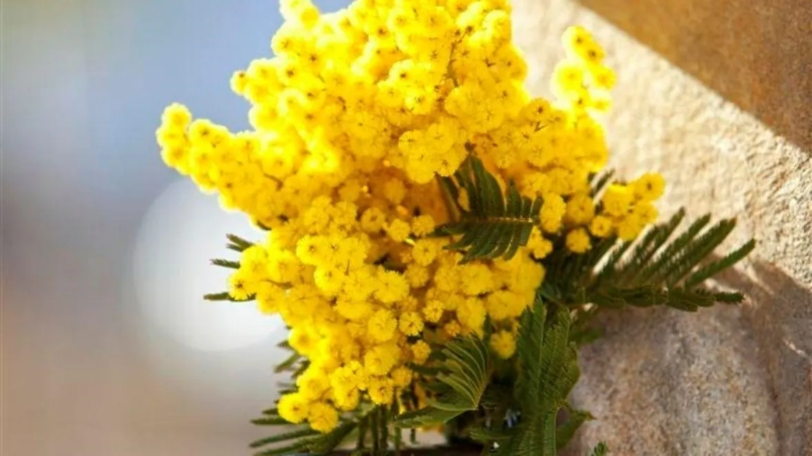 bouquet di mimosa