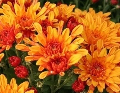 bouquet per defunti