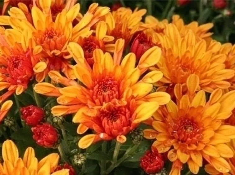 bouquet per defunti