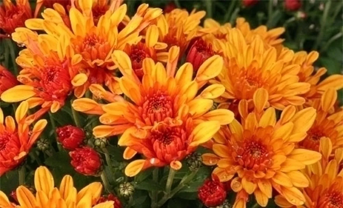 bouquet per defunti