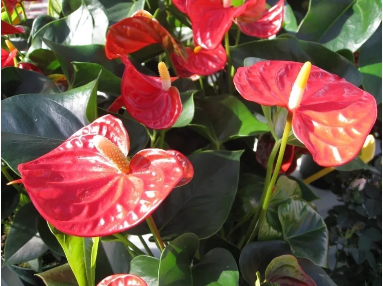 Creare un centrotavola con anthurium