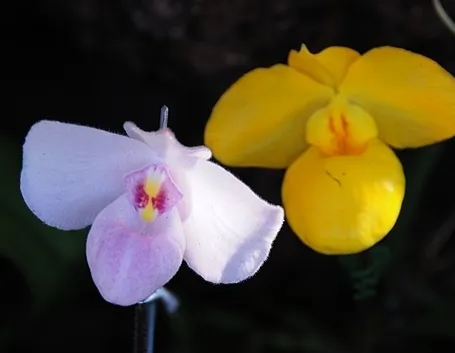 centrotavola con anthurium