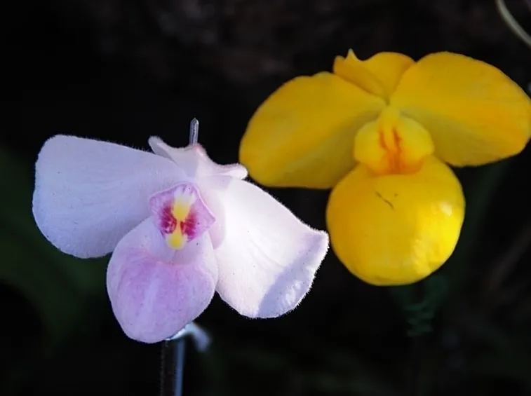 centrotavola con anthurium