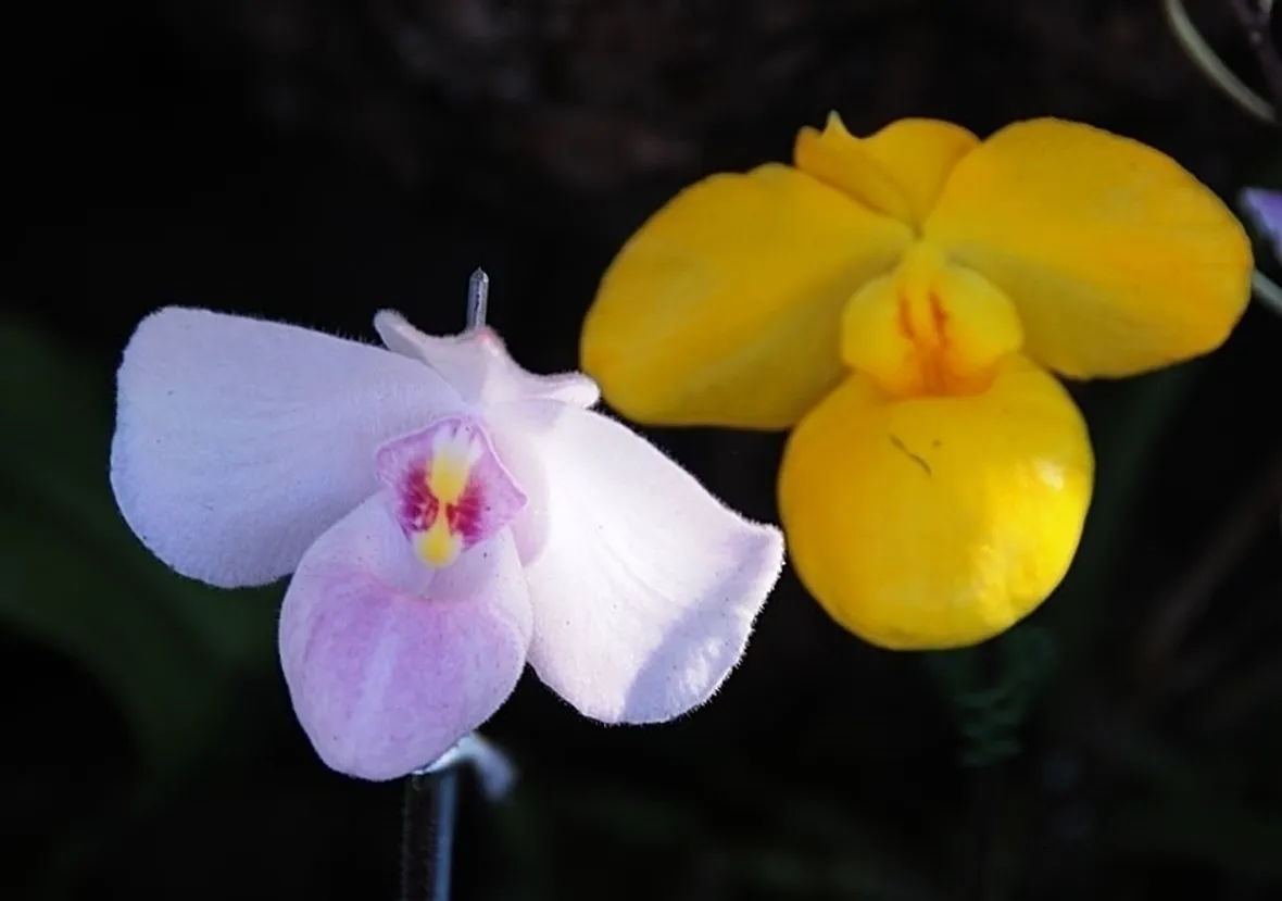 centrotavola con anthurium