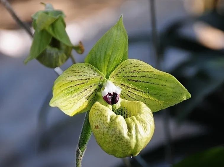 centrotavola di fiori bianchi-1