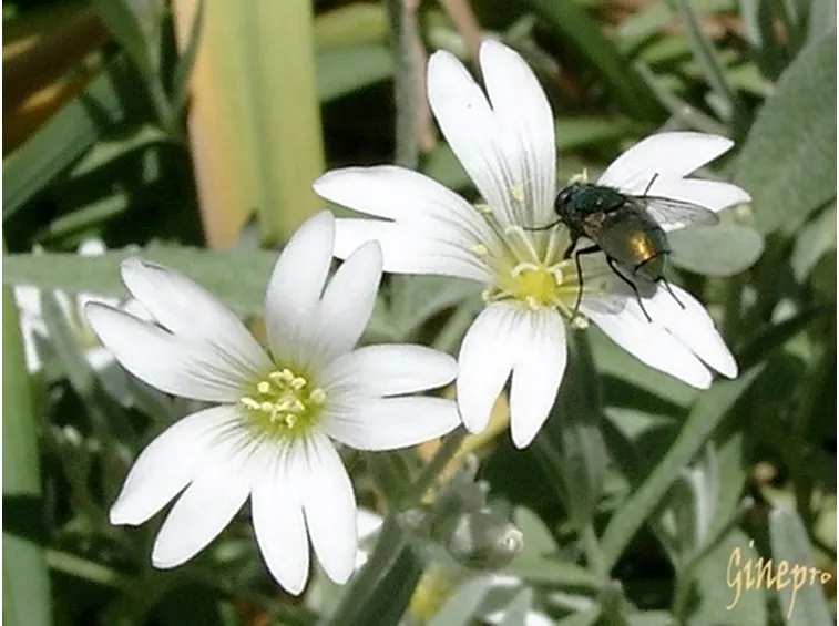 centrotavola di fiori bianchi