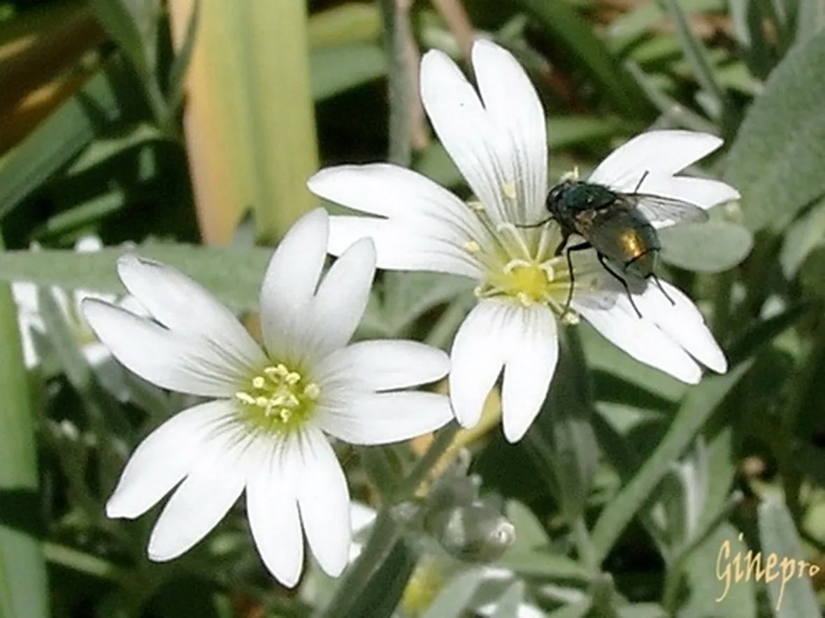 centrotavola di fiori bianchi