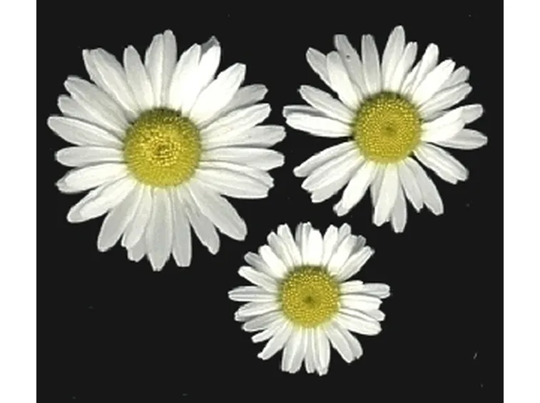 cesto di margherite