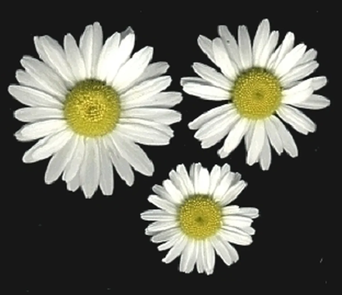 cesto di margherite