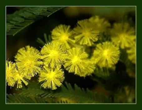 Come coltivare la mimosa in vaso