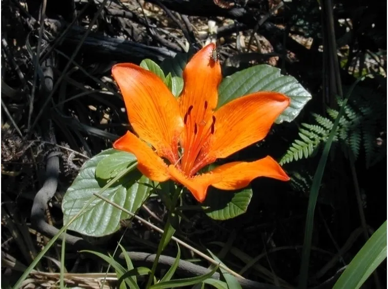 composizione funebre di lilium