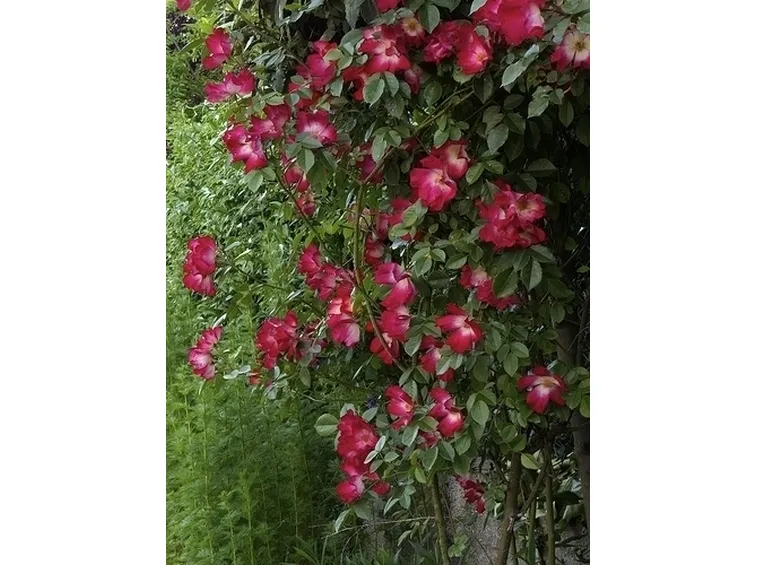 composizione funebre di rose rosse