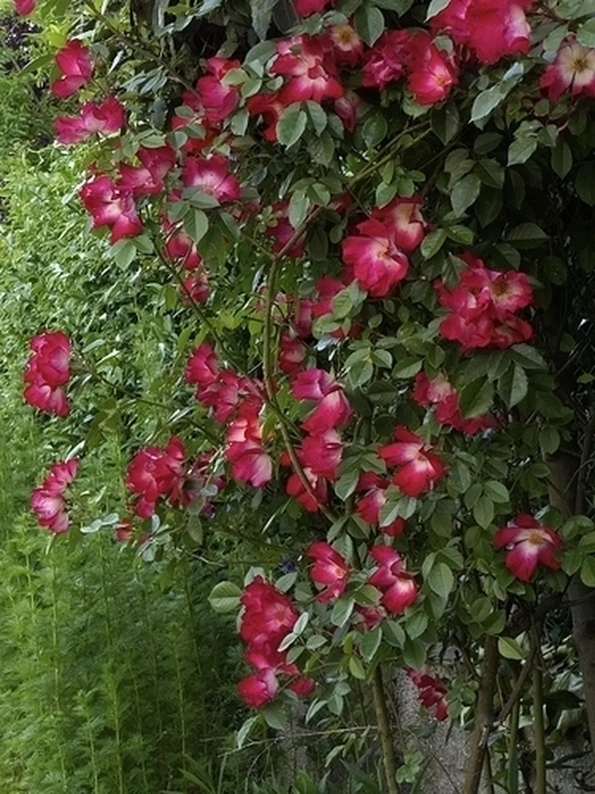 composizione funebre di rose rosse