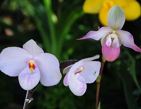 composizione rosa e arancio
