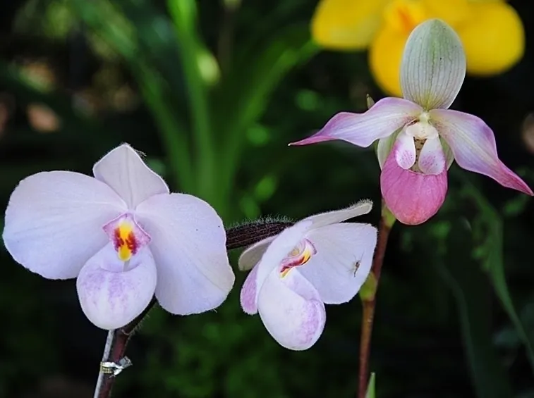 composizione rosa e arancio
