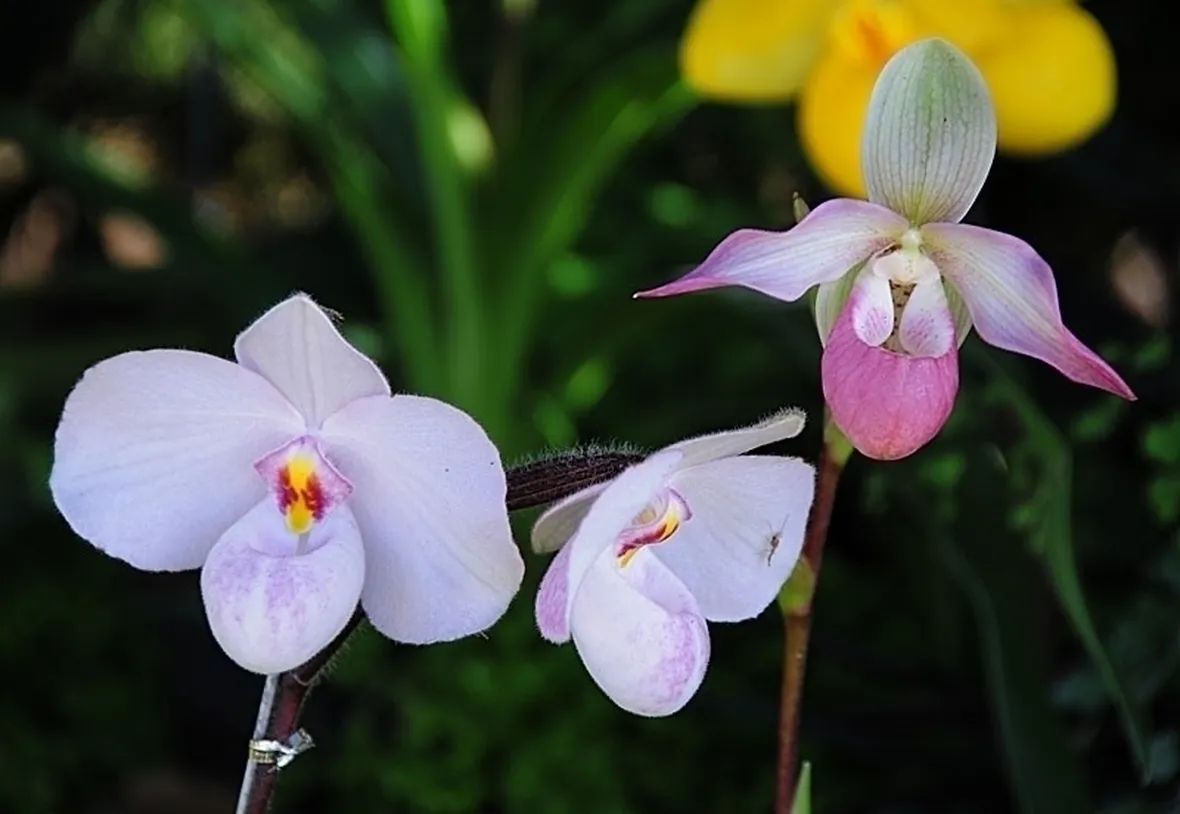 composizione rosa e arancio