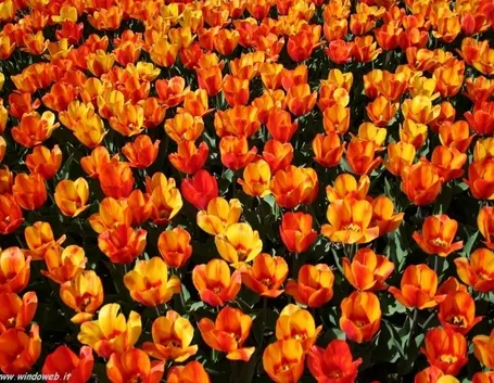 consegna fiori per tutti i santi