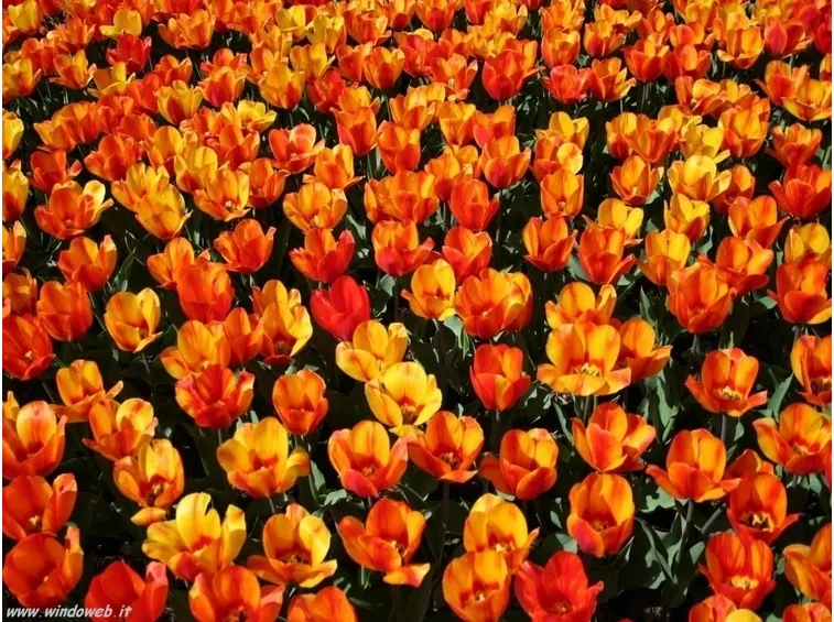 consegna fiori per tutti i santi