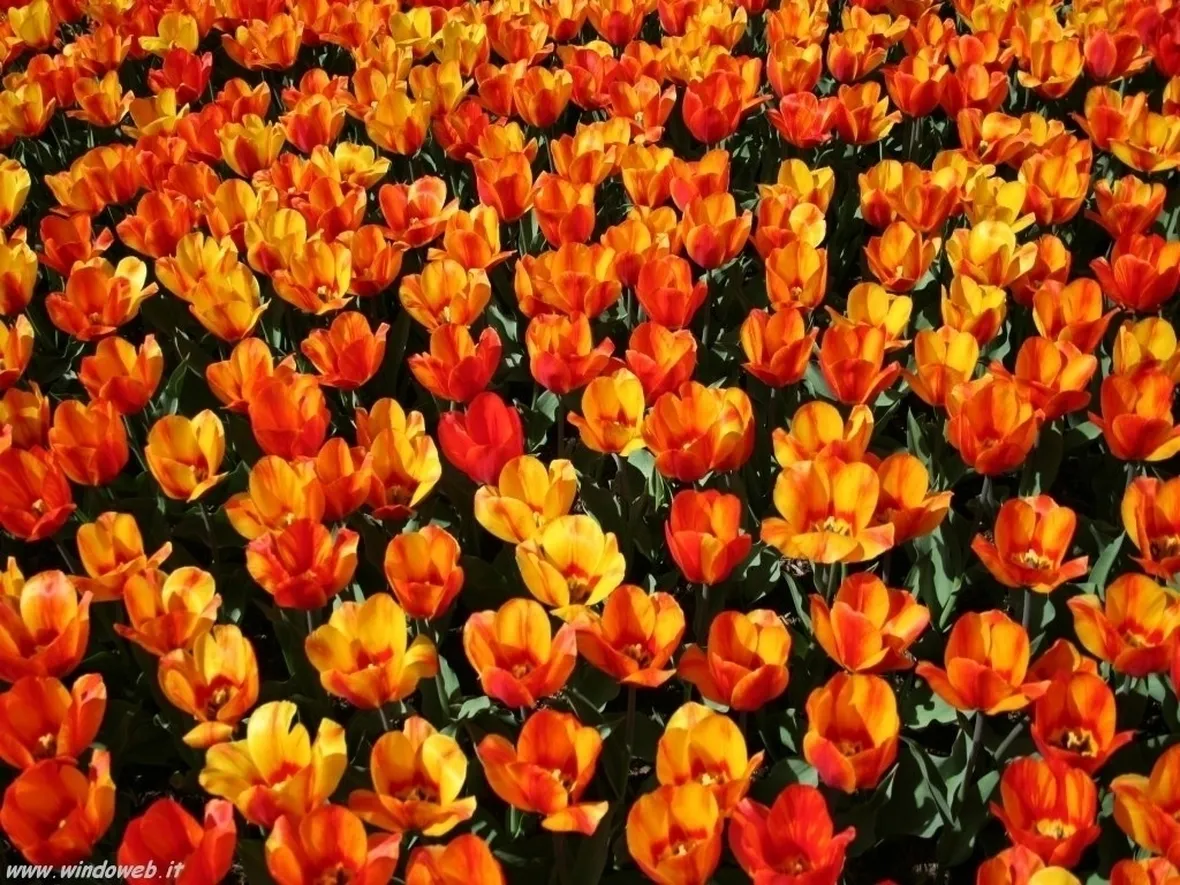 consegna fiori per tutti i santi