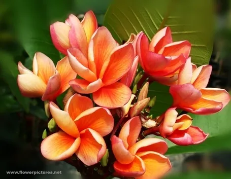 conservare un mazzo di fiori