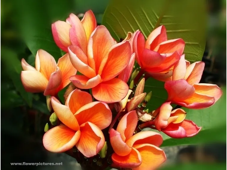 conservare un mazzo di fiori