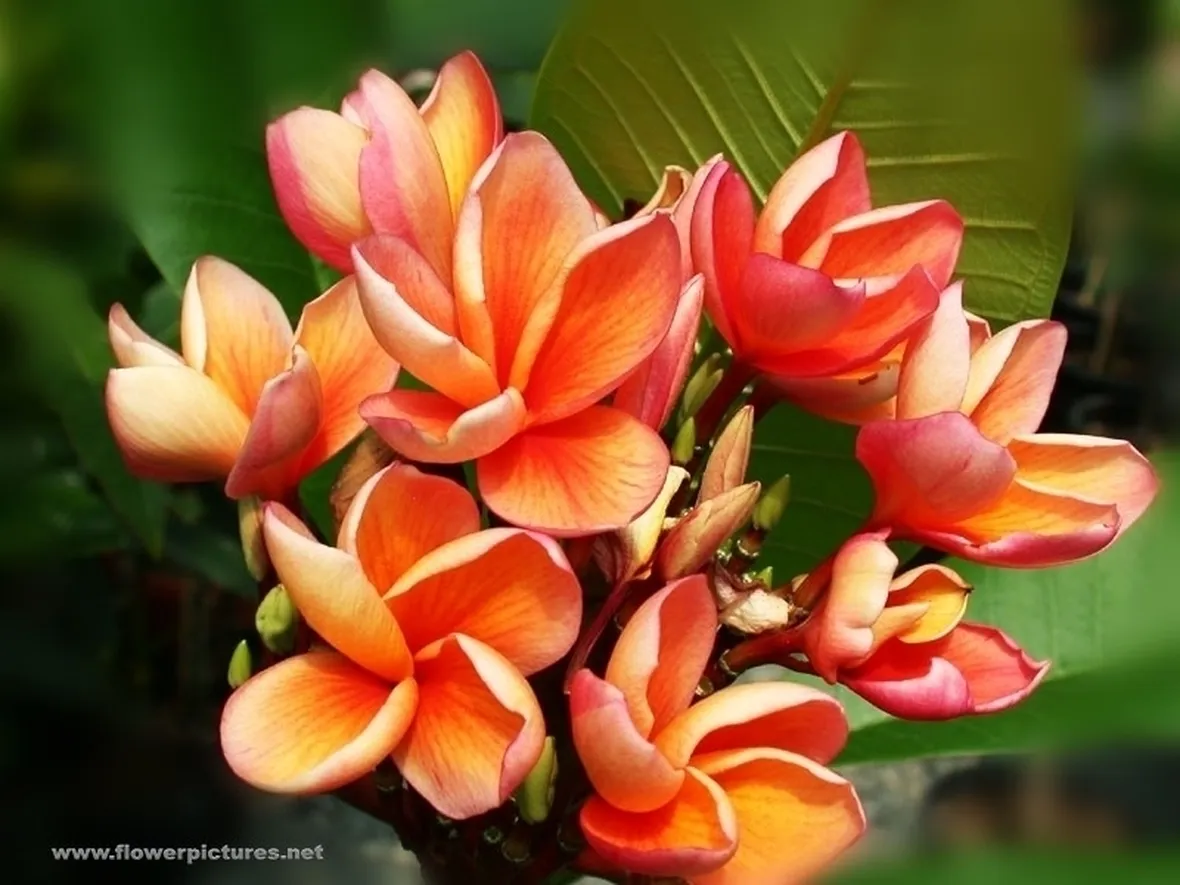 conservare un mazzo di fiori