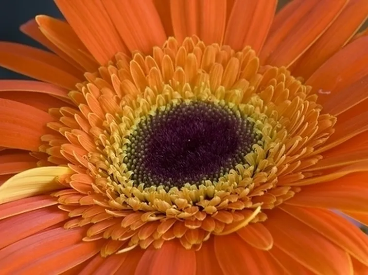 corona di tonalità rosa