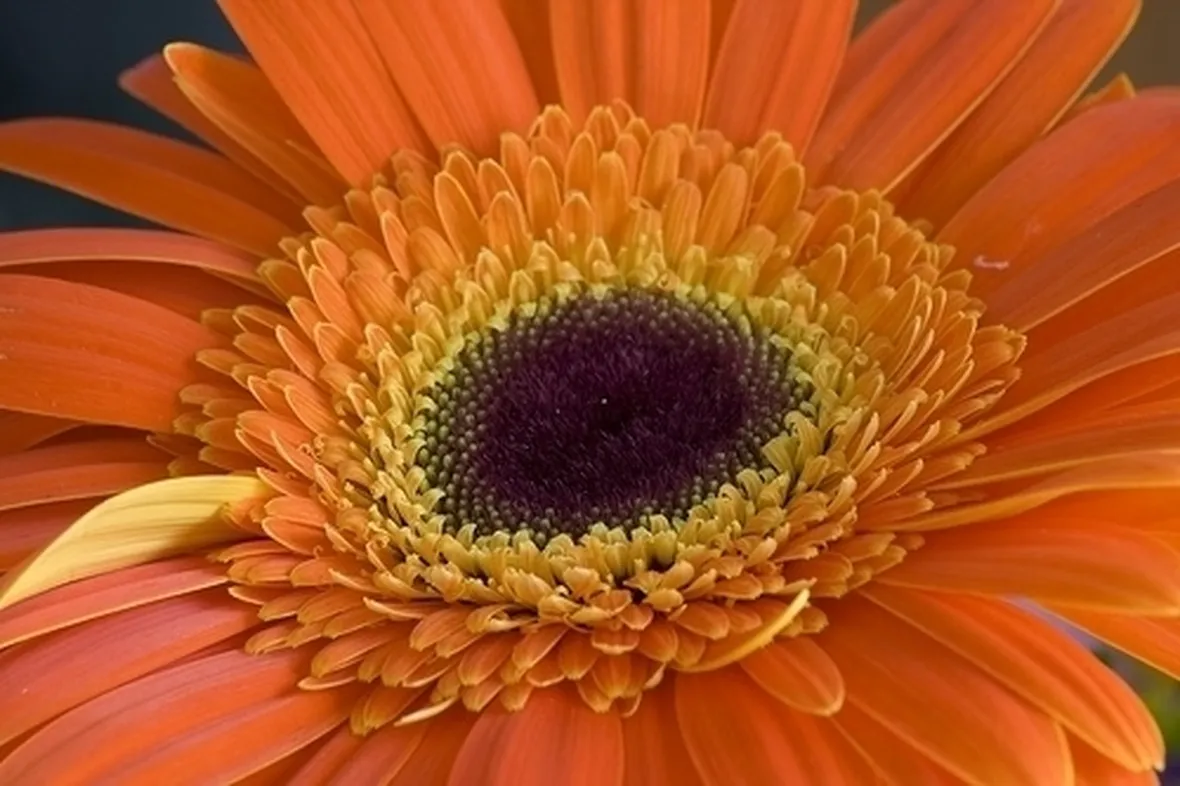 corona di tonalità rosa