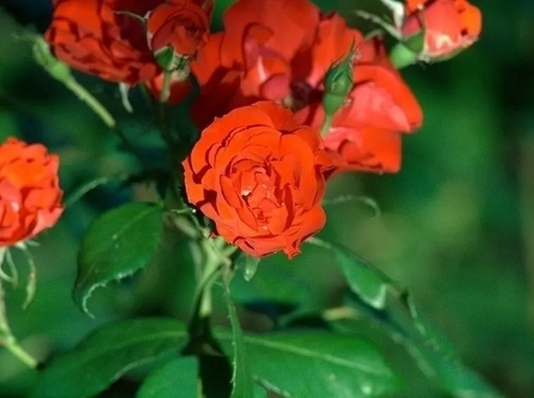 corona funebre di roselline e protea