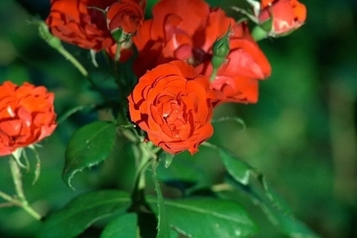 corona funebre di roselline e protea