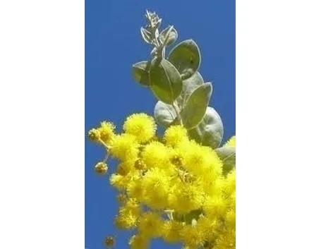 cuore di mimosa-1