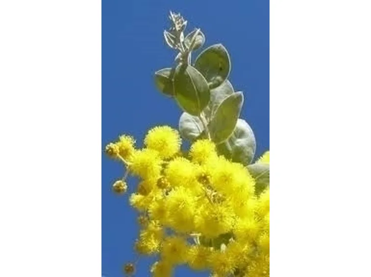 cuore di mimosa-1