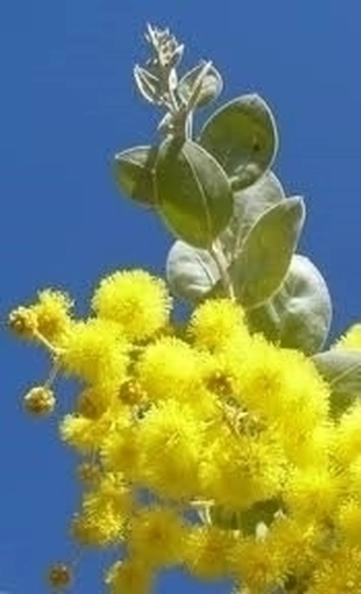 cuore di mimosa-1