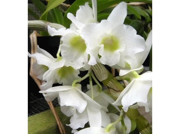 dendrobium colorate