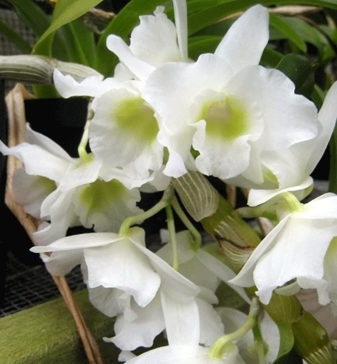 dendrobium colorate