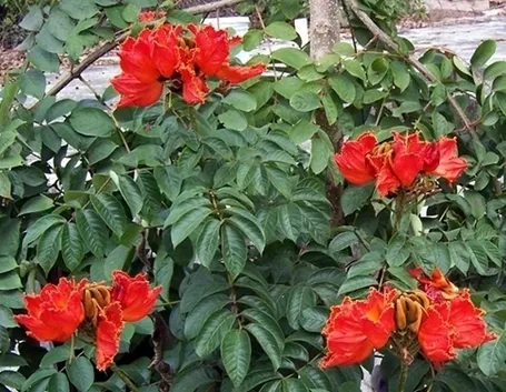 fiori per festa della mamma