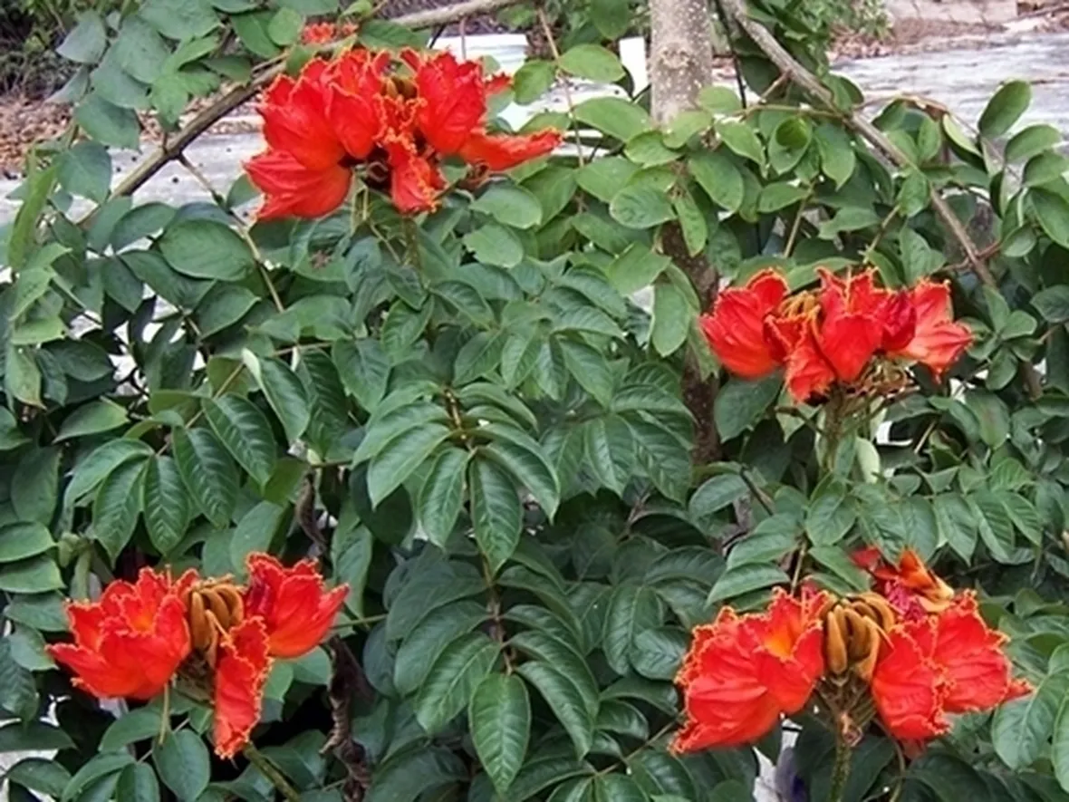 fiori per festa della mamma